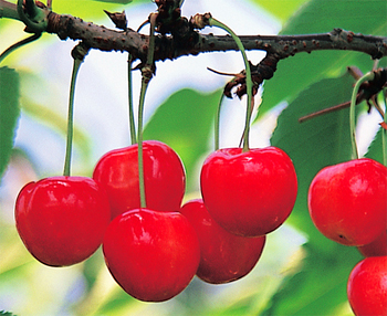 F